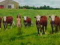 Naked Cows